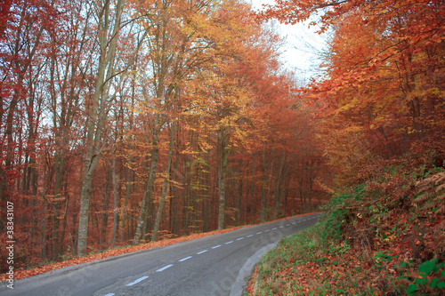 autumn road