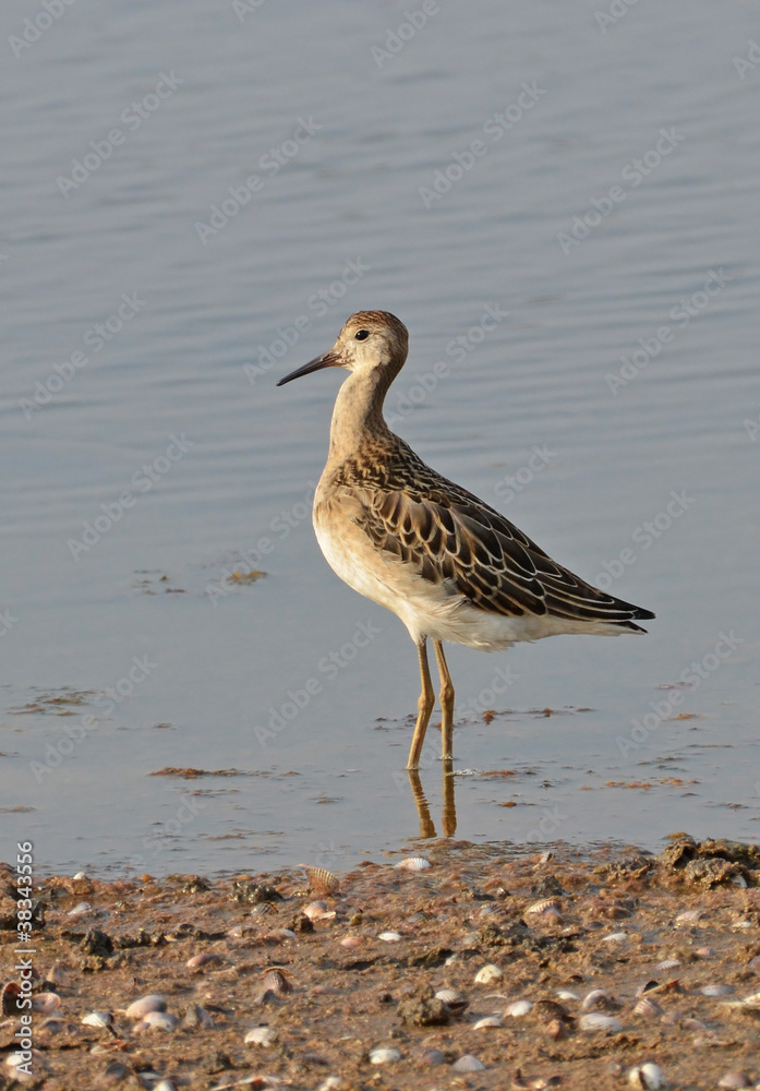 portrait of sandpiper near the lake portrait of sandpiper near the lake