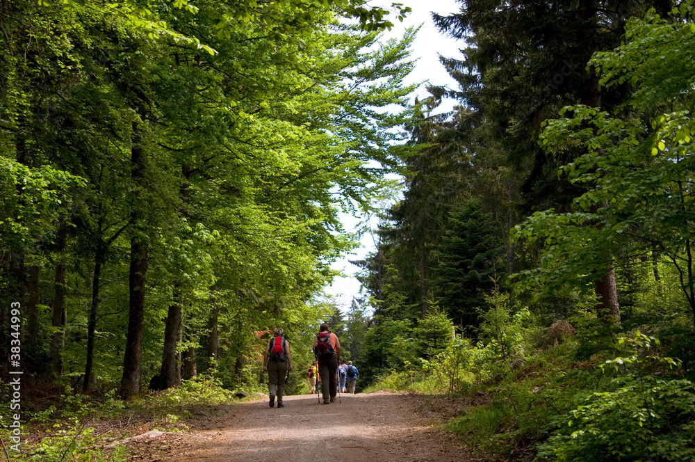 Wanderer im Schwarzwald