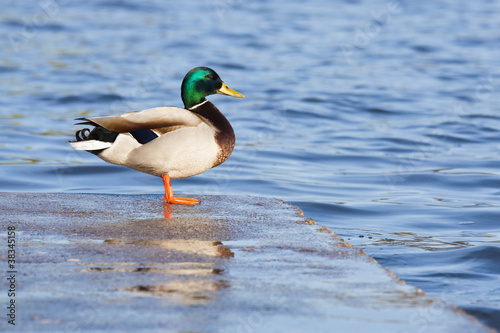 Mallard duck on a dock