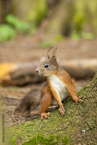 Red Squirrel in alert © Photosebia