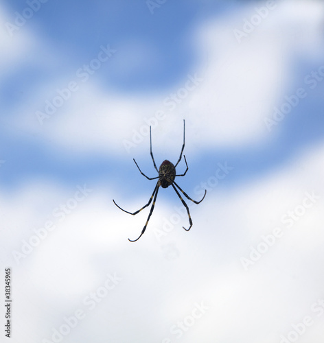spider in the air with cloud background