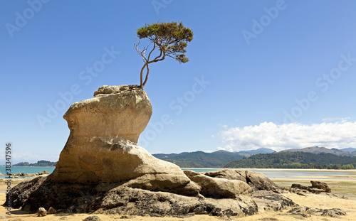 Принти на полотні Tree on the rock
