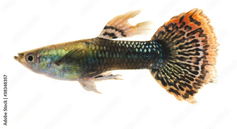 Fototapeta premium Colourful Guppy Fish