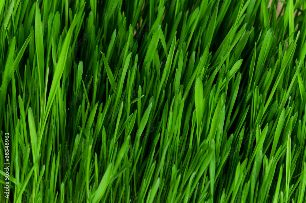 Wheat grass Wheat grass