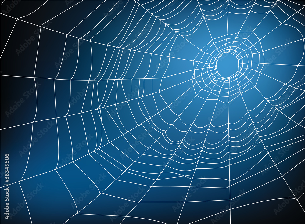 Obraz premium spider web