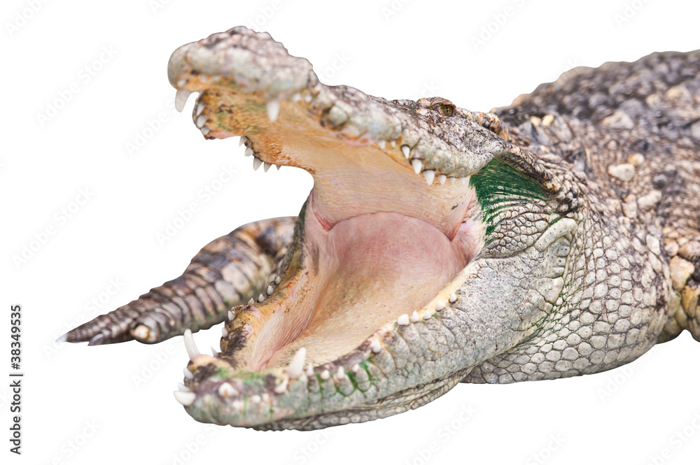 Obraz premium Crocodile isolated on white with clipping path