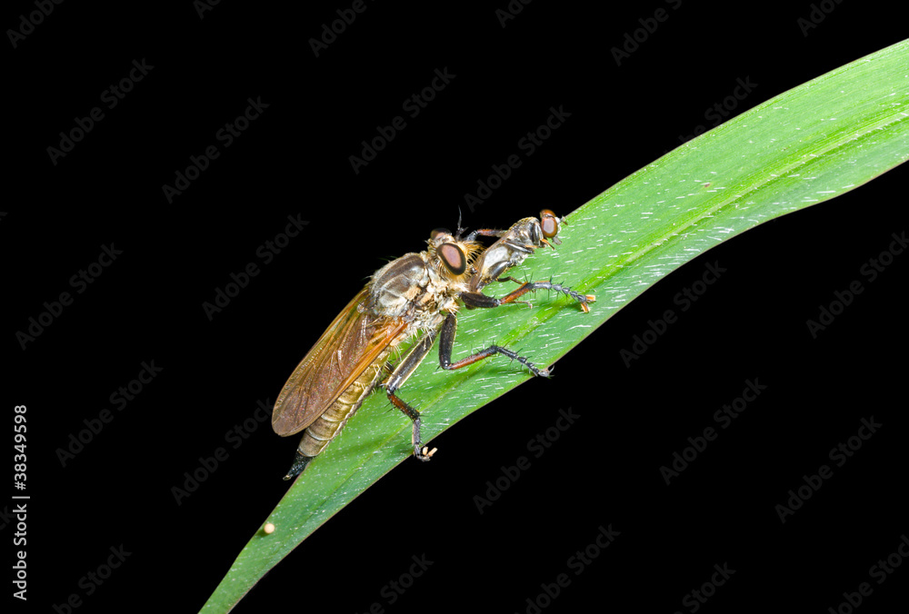 Raptorial fly (Asilidae) 1 Raptorial fly (Asilidae) 1