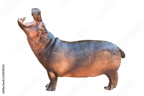 Fotografiet Hippopotamuses isolated on white background