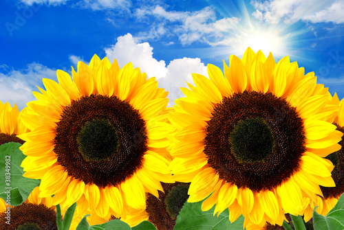 sunflower background