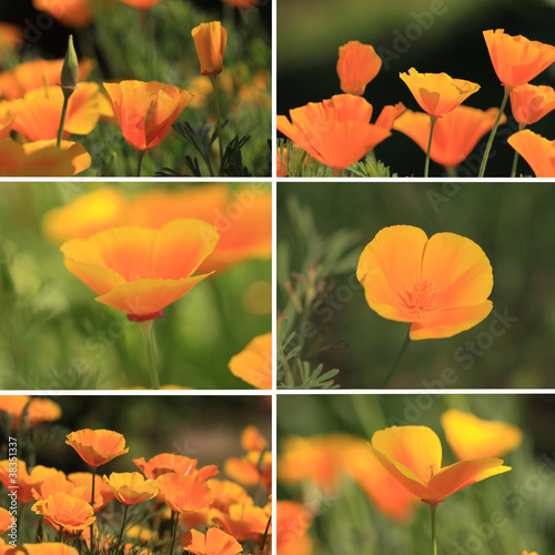 Fototapeta Naklejka Na Ścianę i Meble -  mixed collage pictures of oranges California poppies