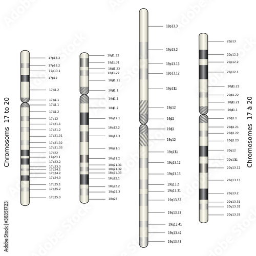 Web Art Design CHROMOSOM 17 to 20 CHROMOSOMES 17 20 médecine 10