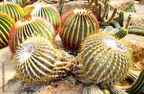 Giant cactus in Nong Nooch ...