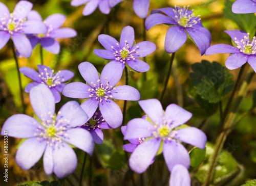 Spring flowers