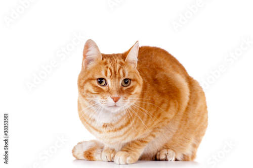 Fototapeta Naklejka Na Ścianę i Meble -  beau chat roux éveillé