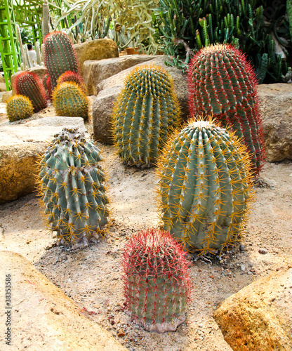 Cactus in Nong Nooch Tropic...