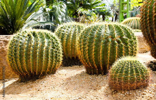 Giant cactus in Nong Nooch ...