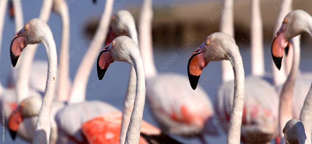 Obraz premium Marsch der Flamingos