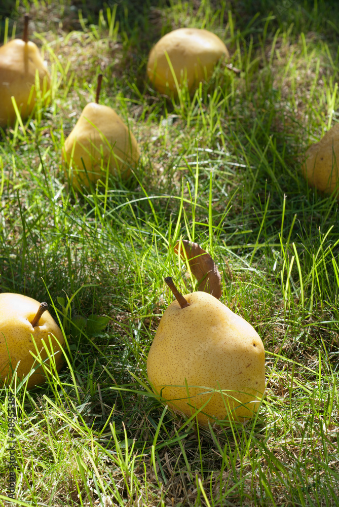 pears pears