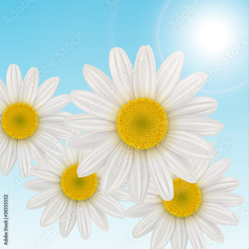 background with daisies flowers