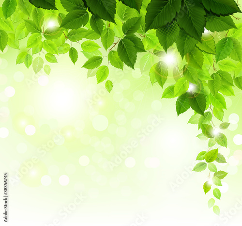 Summer branch with fresh green leaves