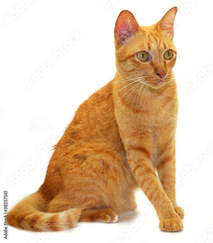 Kitten on a white background photo