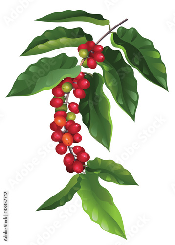 branch of coffee