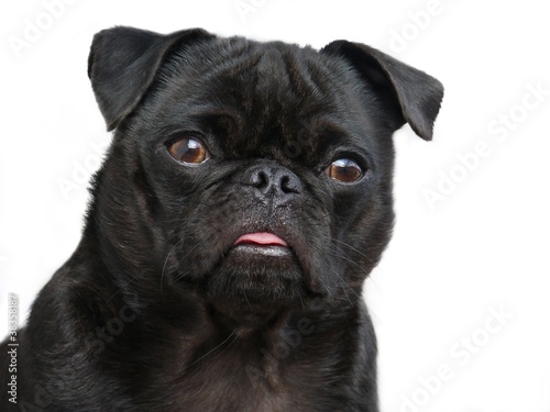 Mopsportrait