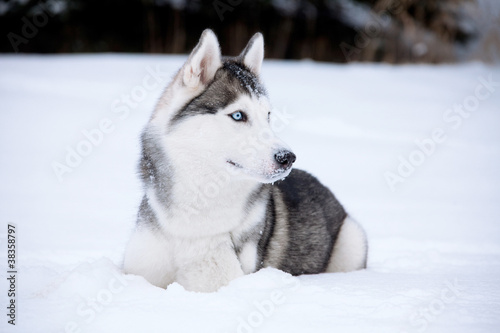 Fototapeta Naklejka Na Ścianę i Meble -  Young Husky