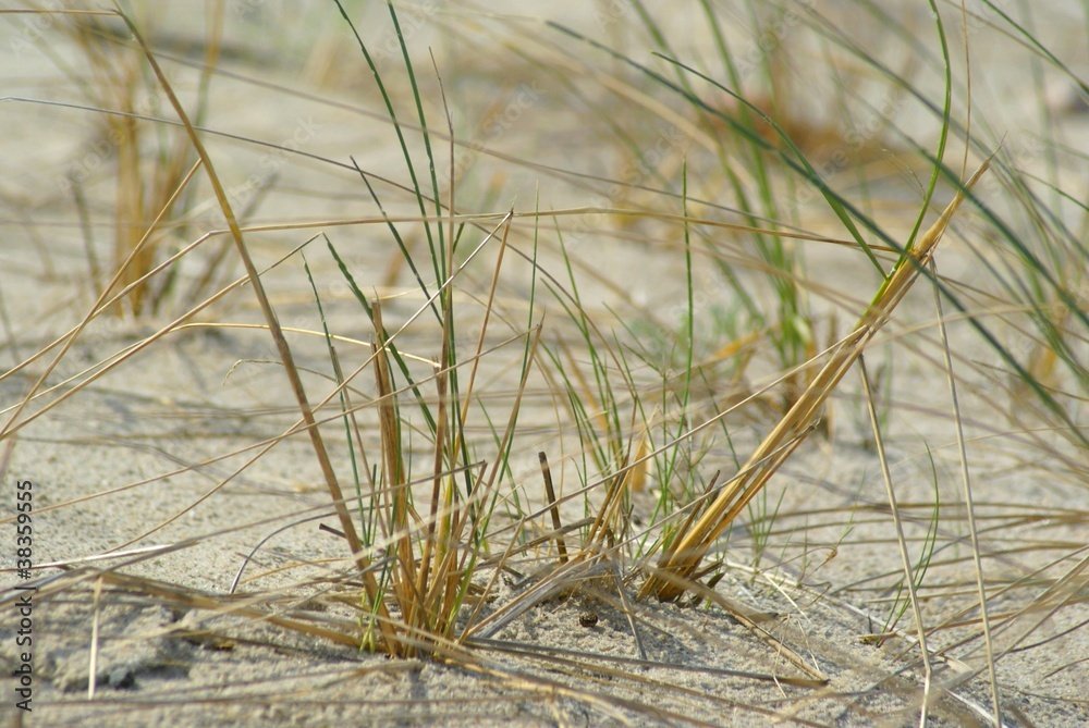 Trawa i plaża Trawa i plaża