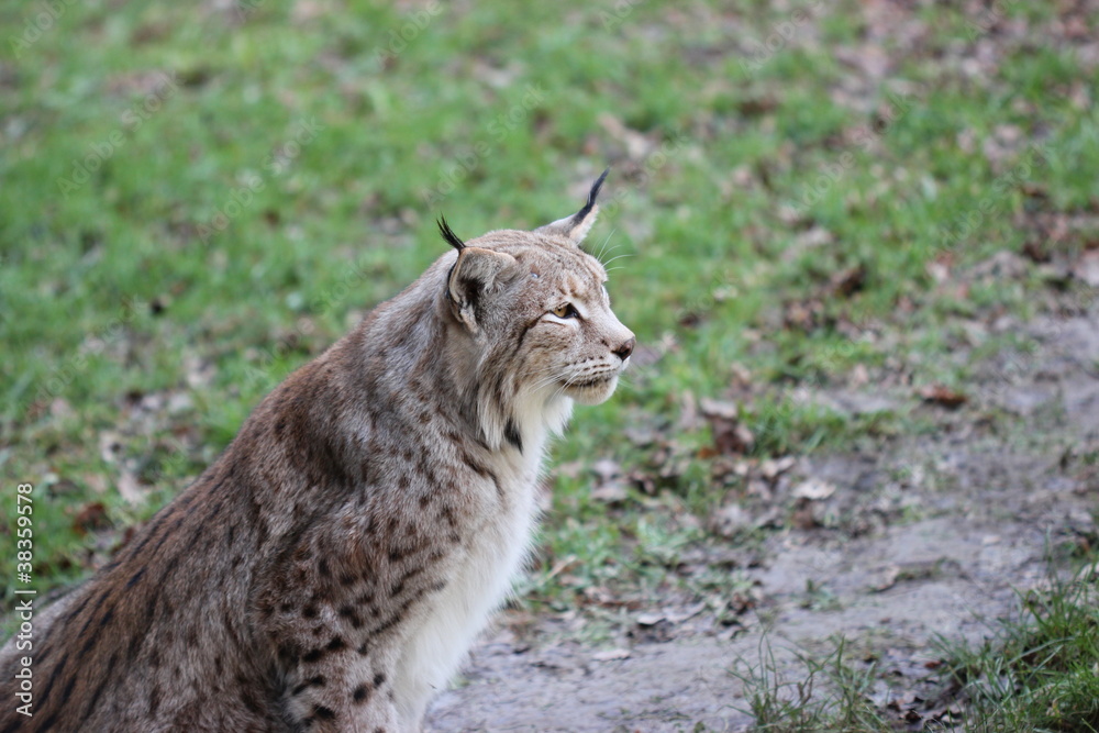 Fototapeta premium Luchs (Lynx lynx)