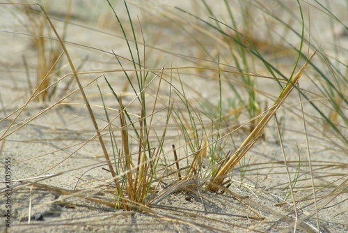 Trawa i plaża