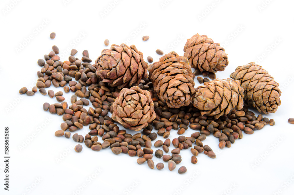Siberian pine nuts and needles branch on white background Siberian pine nuts and needles branch on white background