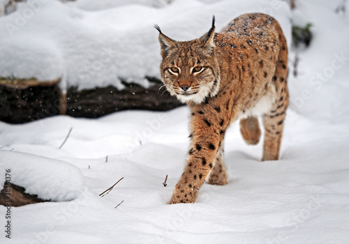 Obraz na płótnie Lynx in winter w salonie