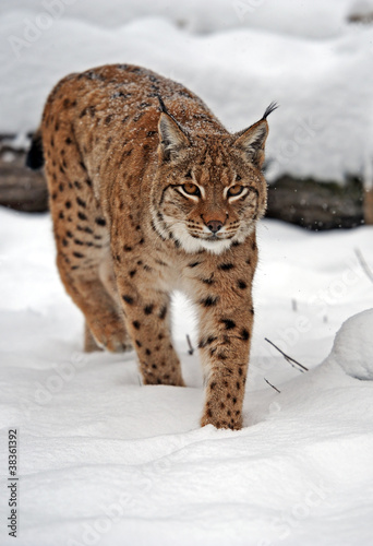 Obraz na płótnie Lynx in winter w salonie