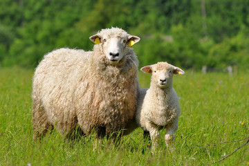 Ingelijste posters Schaap Schaap met lammetje in weide  © gallas