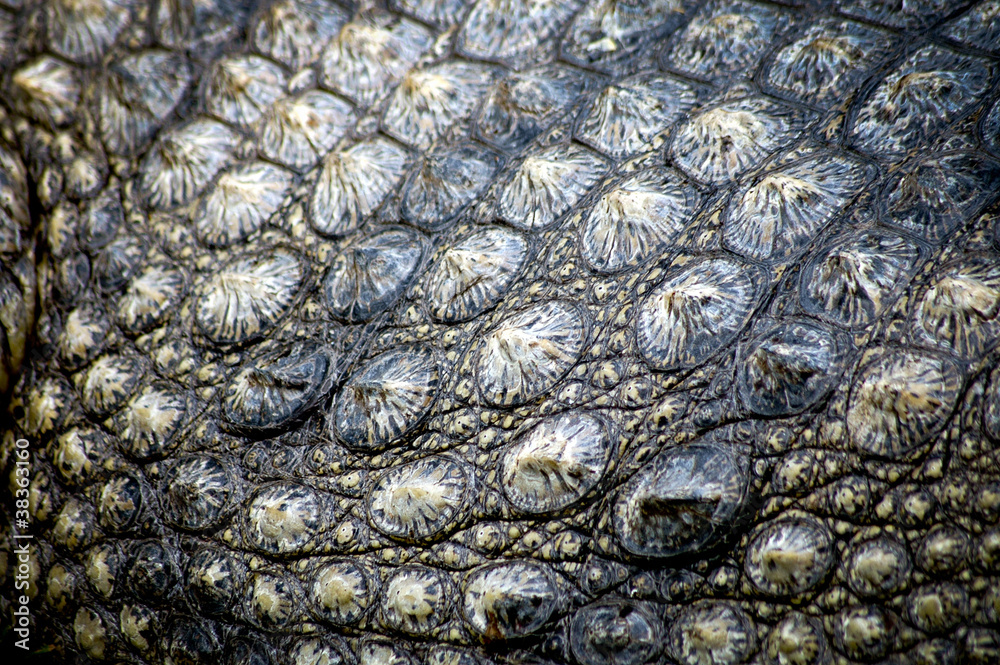 Fototapeta premium close up on scale of Crocodylus niloticus - Nile crocodile
