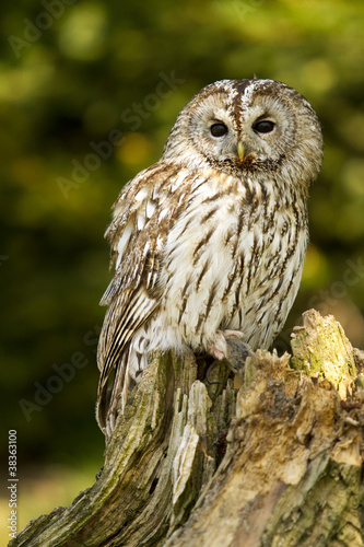 Tawny Owl