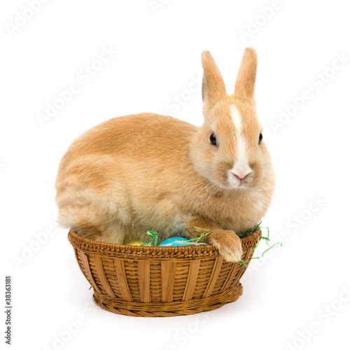 Rabbit with easter basket and eggs