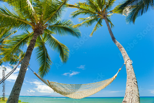 Tropical Palm Trees and Hammock