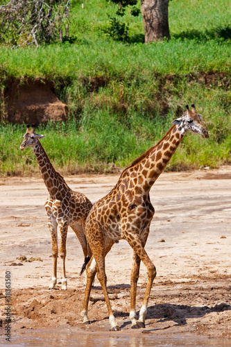 Giraffes in the Tarangire National Park, Tanzania