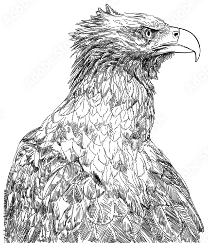 sitting eagle - vector black & white drawing