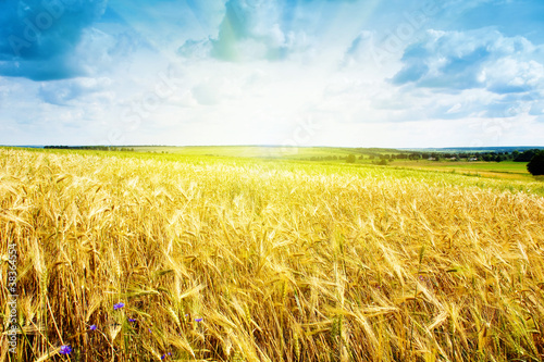 ripe wheat landscape against blue sky