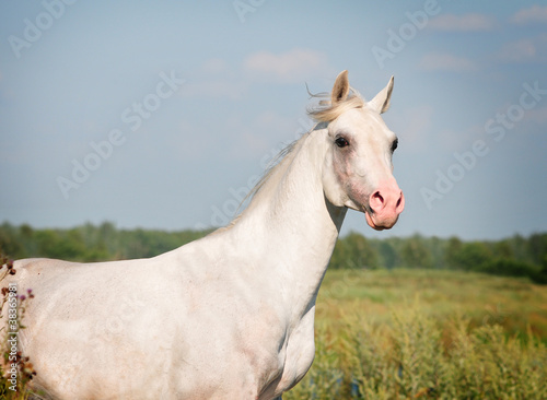 white arab horse in summer field