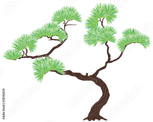 green tree pine
