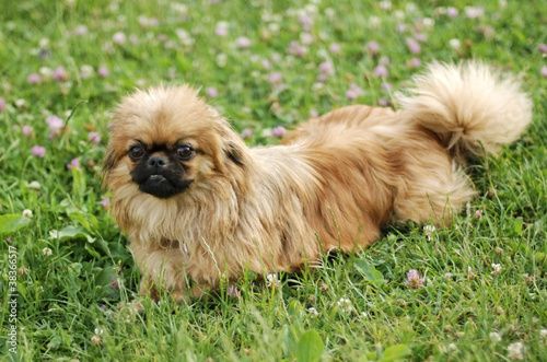 Εκτύπωση καμβά Pekinese