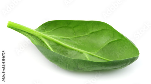 Bild auf Leinwand Fresh spinach