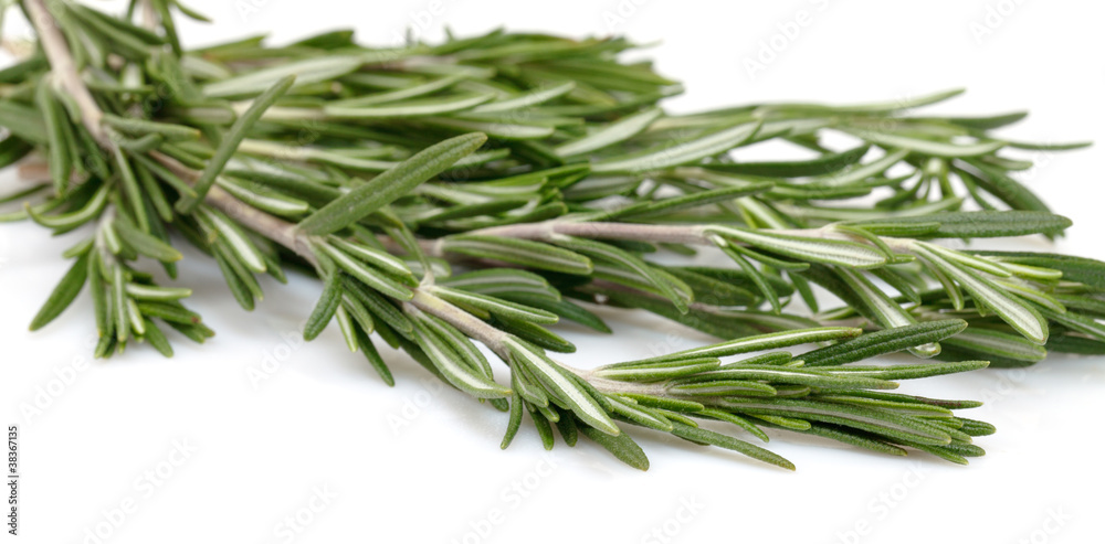 Fototapeta premium Twig of rosemary on a white background