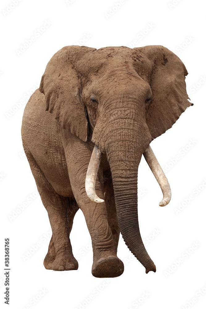 Obraz premium African Elephant Isolated on White