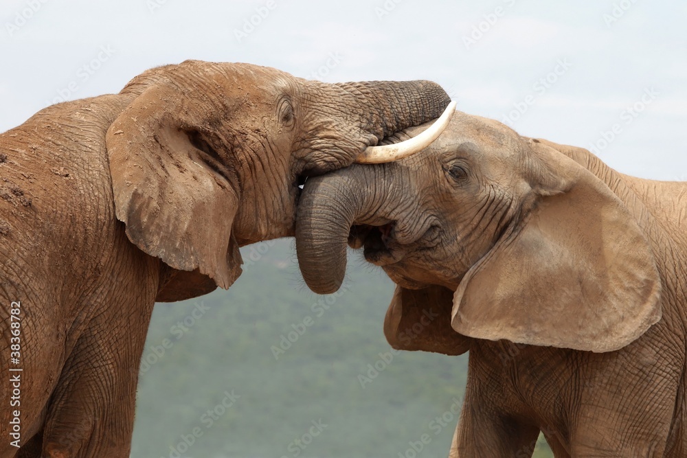 Obraz premium Powitanie słonia afrykańskiego
